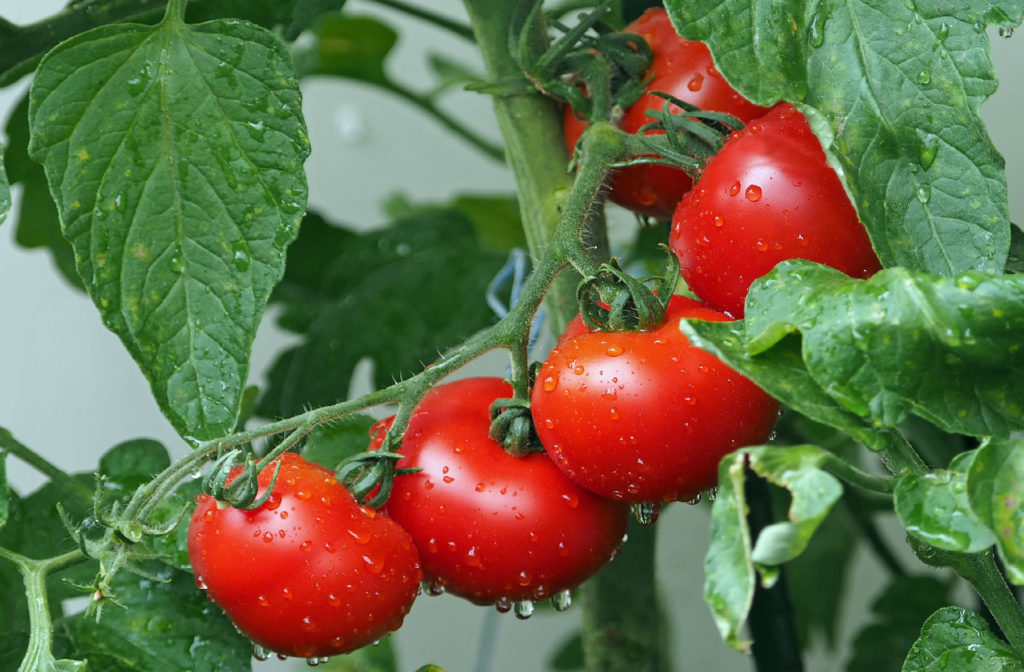 トマト初心者必見 家庭菜園で実がならない時にするべき対策 もこっとおにぎり