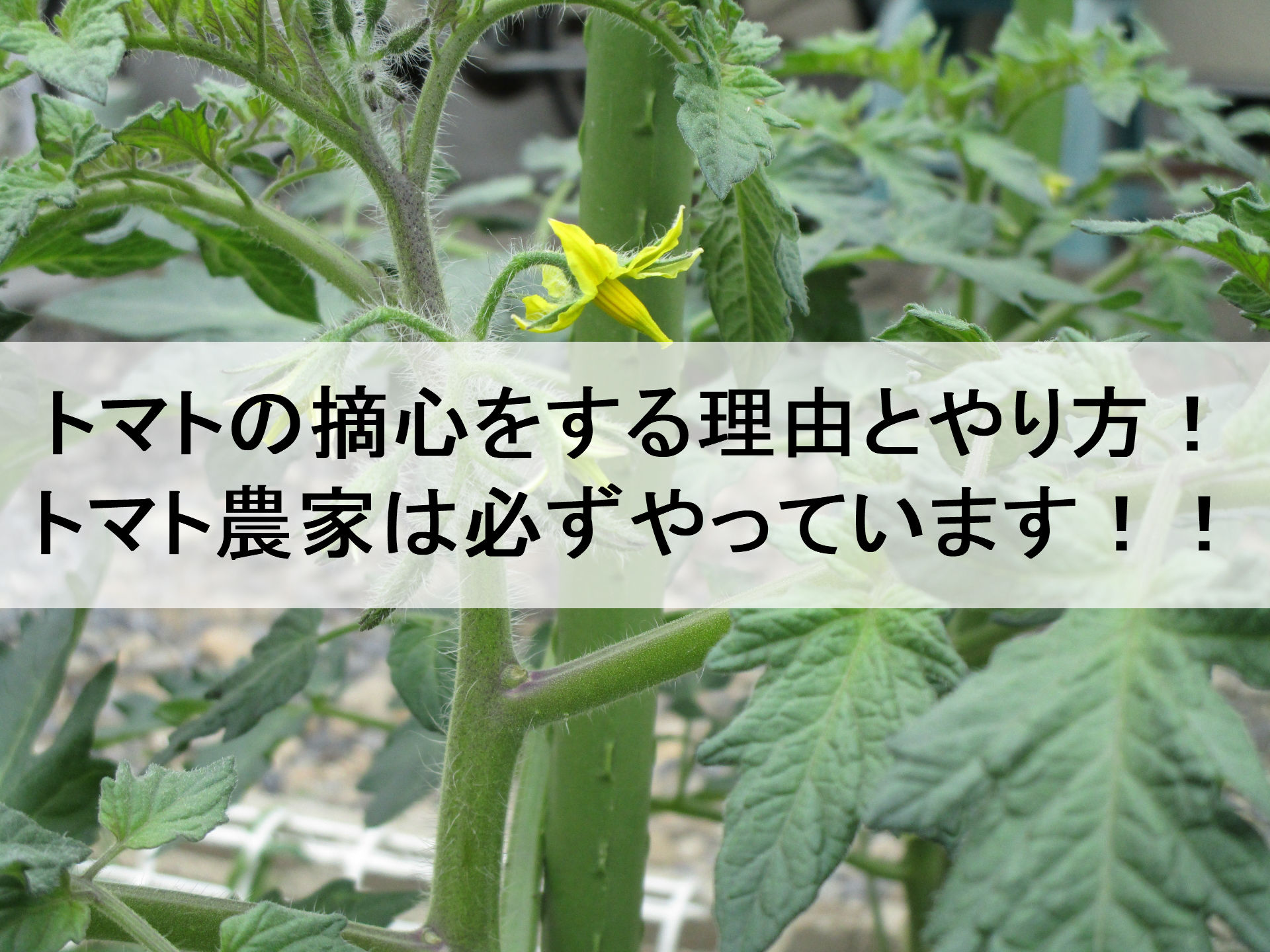 サンダル 予測 用心する プランター トマト 摘心 Hanadokeihanaten Jp