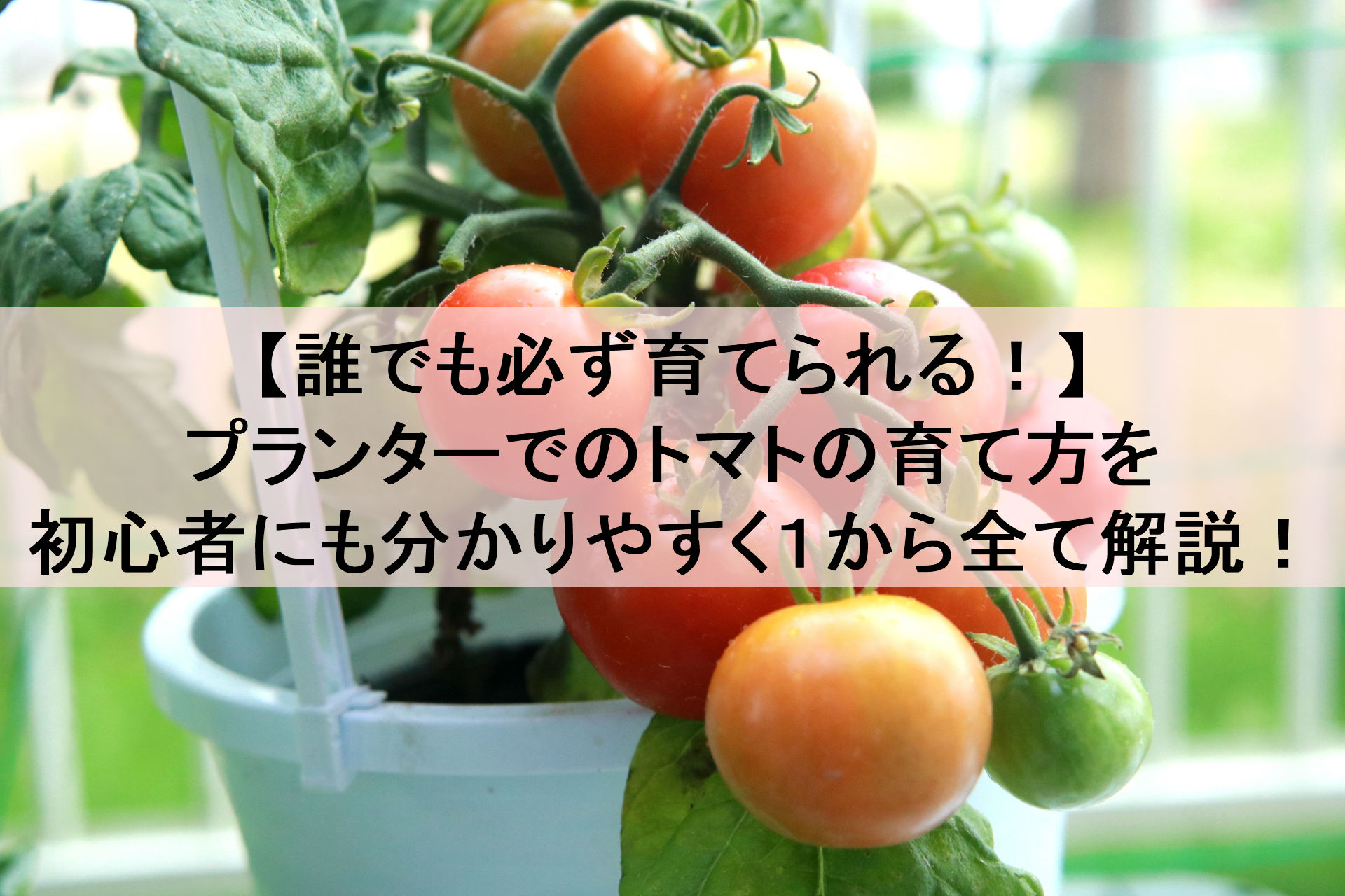 プランターでのトマトの育て方 誰でも必ず栽培できる１からの解説 もこっとおにぎり