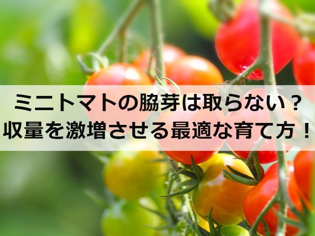 ミニ トマト 栽培 方法