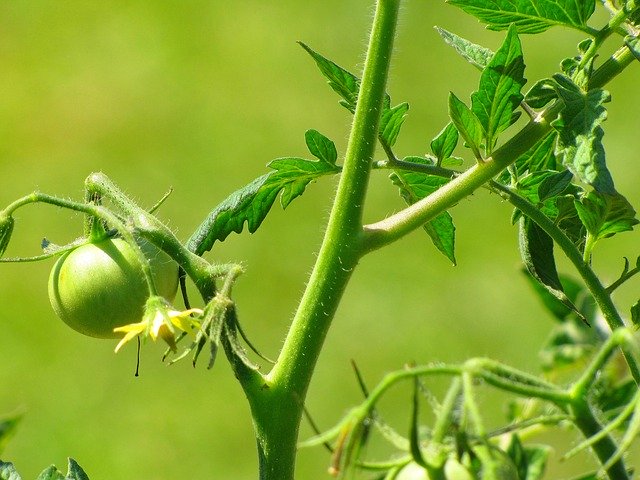 トマトが枝分かれしたらどうする 適切な対処法を農家が解説 もこっとおにぎり