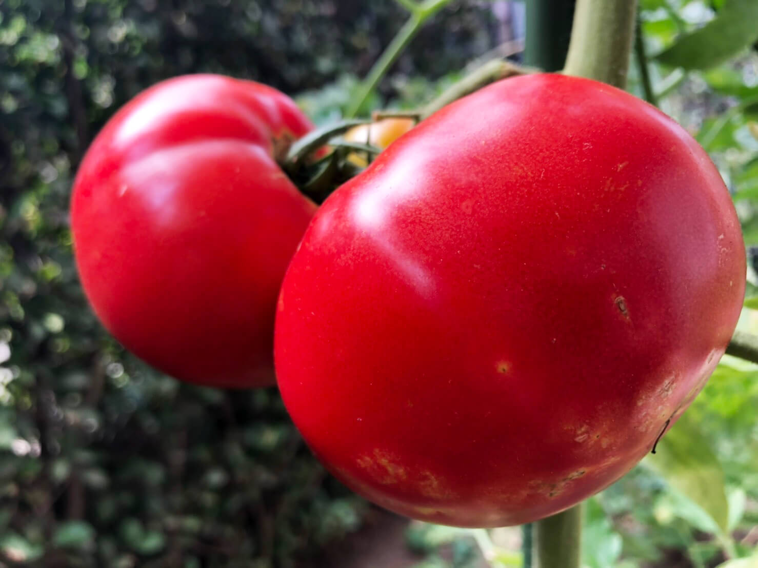 必見 トマトを甘く育てる方法 家庭菜園でもできる もこっとおにぎり