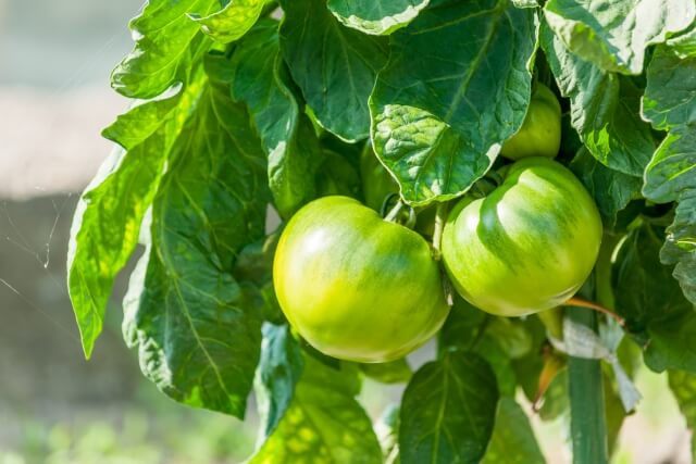 トマトの窒素欠乏による症状と対策 不足させない環境改善も紹介 もこっとおにぎり