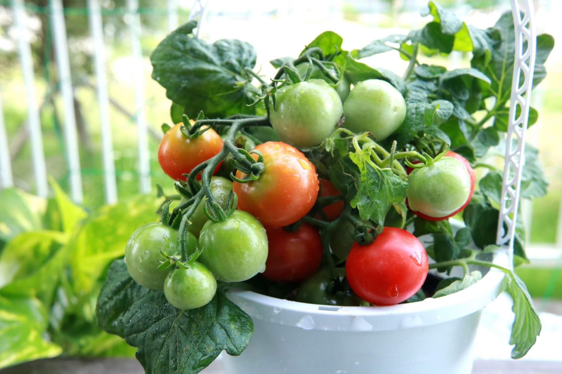 トマト栽培におすすめのプランター5選 現役農家が厳選 もこっとおにぎり