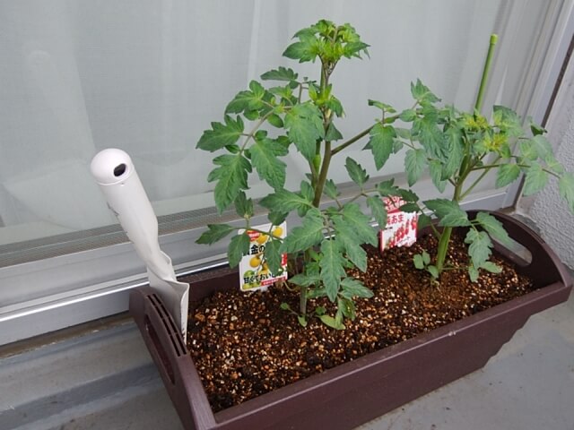 トマト栽培に最適なプランターの大きさは 小さすぎはng もこっとおにぎり